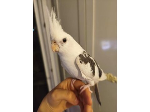 Heavy kan hattına sahip white face sultan papağanı
