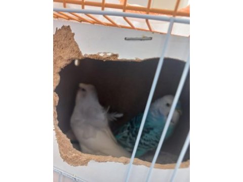 Acil satılık muhabbet kuşları