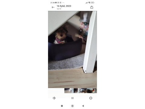 3.5 aylık dış yorkshine terrier