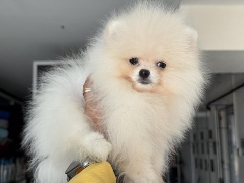 Ankaranın en seçkin pomeranian boo yavrusu