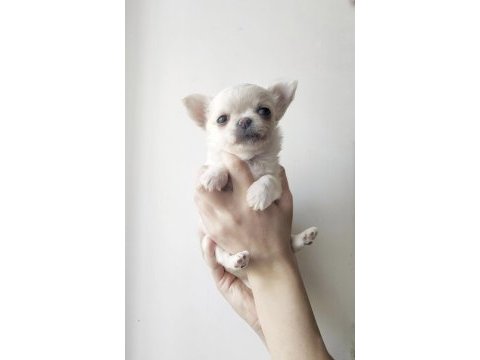 Elma surat chihuahua yavrularım