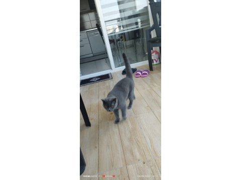 British longhair kedimiz 6 aylık