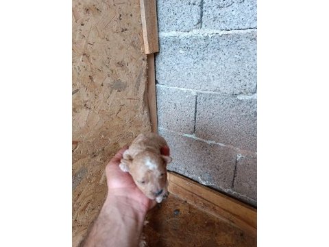 Kıvırcık tüylü toy poodle ve maltipoo yavrular