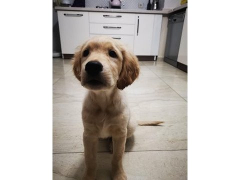 1. kalite safkan golden retriever yavru