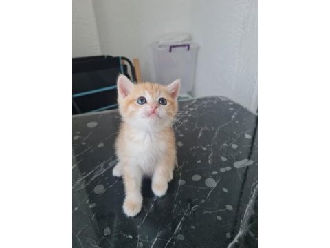 British shorthair ny11
