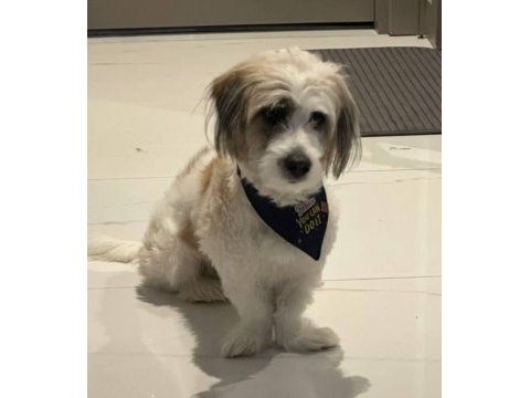 Tibetan terrier köpeğimiz