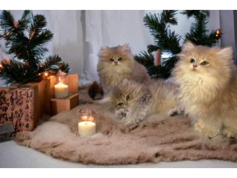 British shorthair / longhair bebekler