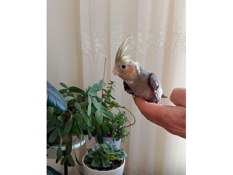 Sultan papağanı yavruları