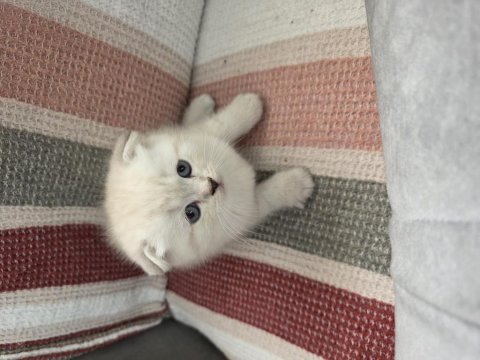 Pamuk şekerleri kedilerim
