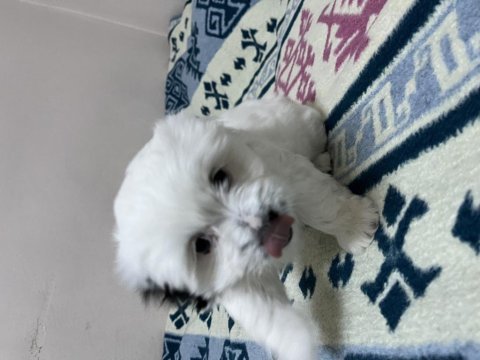 Maltese terrier köpeğimiz