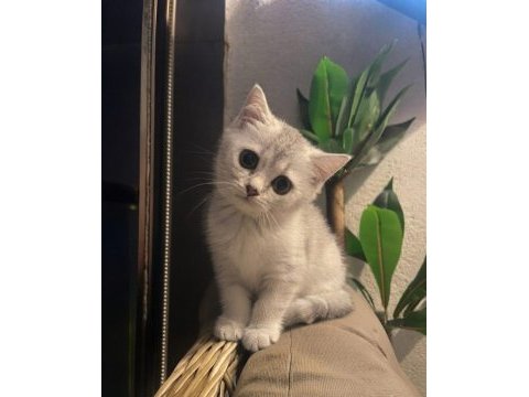 Boncuk gözlü british shorthair bebeğim