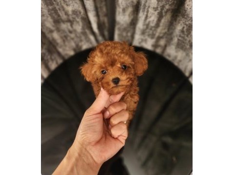 Toypoodle yavrularımız 