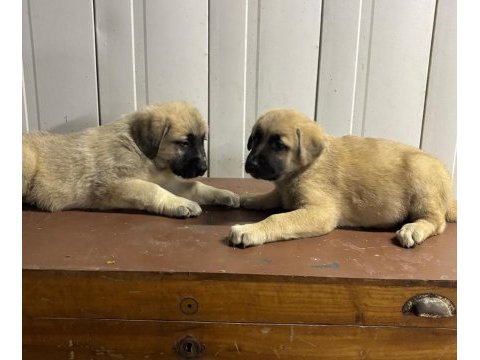 Boz kangal yavruları