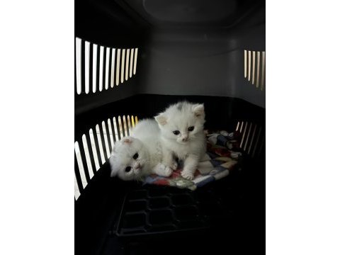 40 günlük yavrular scottish fold dişi straight erkek