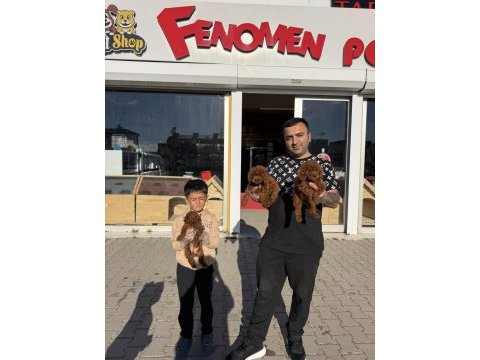 Yılın en iyisi ret brown toy poodle özel ırk arayanlara 