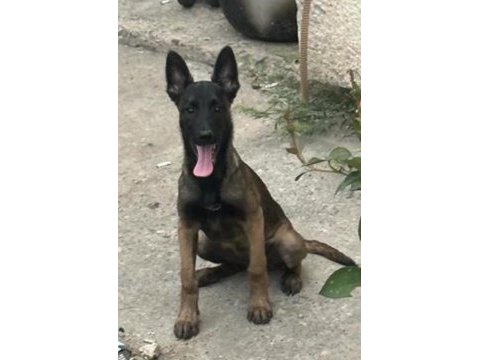 A kalite dişi belçika malinois yavruları mevcuttur