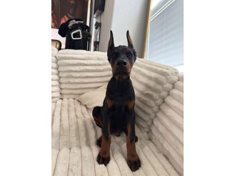 Eğitim ve bakım destekli doberman