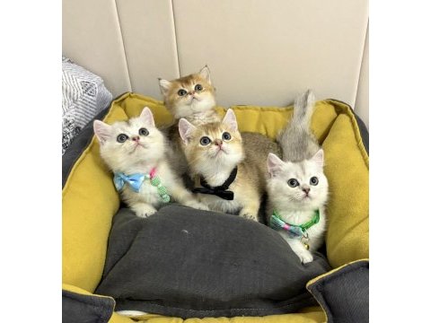 Kaliteli british shorthair bebekler geldi
