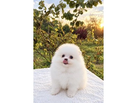 Kusursuz karbeyaz dişi pomeranian boo