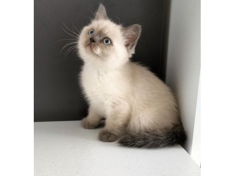 British shorthair blue point erkek yavrum