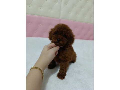 Kore kan poodle bebekler