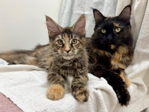 Sıradışı güzellik maine coon yavruları