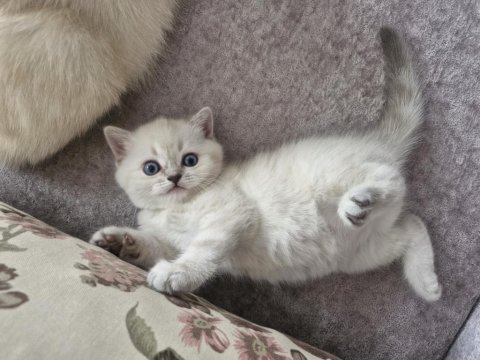 Çok tatlış british longhair kediler