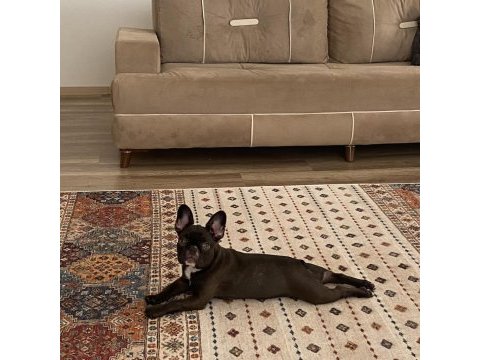 Pera 5 aylık dişi french bulldog