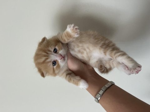 Scottish fold yavru kedi