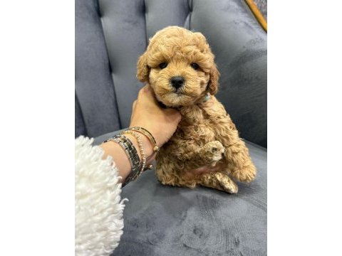 Yakışıklı oğlum maltipoo