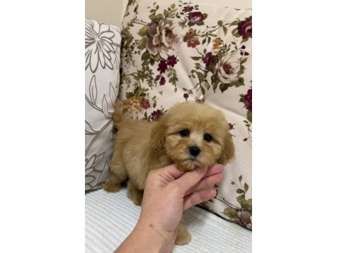 Oyuncak gibi maltipoo oğlumuz