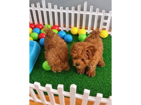 Üretim ve bakım ruhsatlı evimizden toy poodle