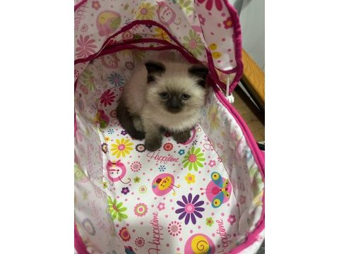 Oyuncu sağlıklı scottish fold yavrular