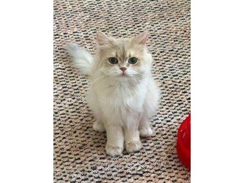 Safkan babadan british longhair erkek