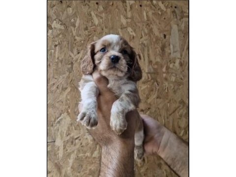 Cavalier king charles yavru köpeğimiz