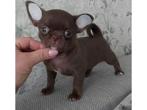 Mini elma kafa teacup chihuahua bebekler