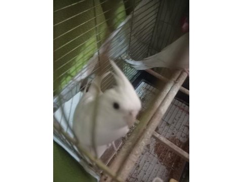 Albino kırmızı göz sultan papağanları