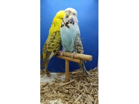 Hazır show ve jumbo muhabbet kuşu takım