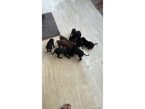 2,5 aylık safkan doberman