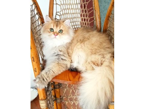 Ny 25 erkek 6 aylık british longhair full şecereli