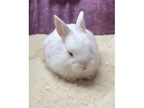 Cüce netherland dwarf tavşan yavrularımız