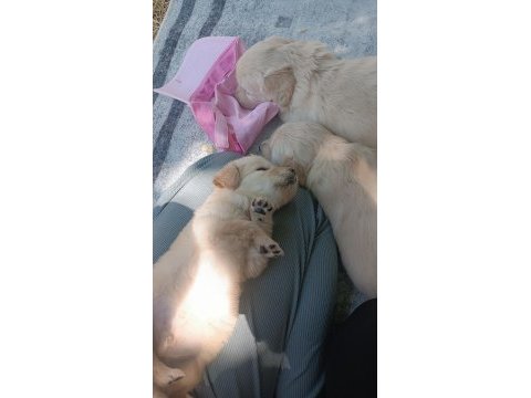 Çok güzel golden retriever bebekler