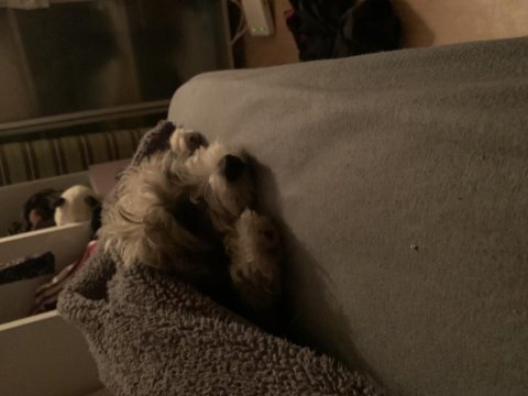 9 aylık morkie sahiplendirme