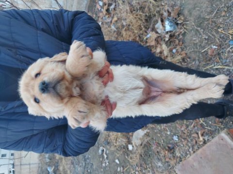 Bebek yüz golden retriever yavrularımız safkan