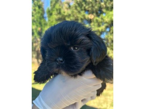 Shih tzu yavru köpeğimiz