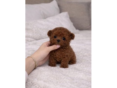 Teacup poodle yavrumuz