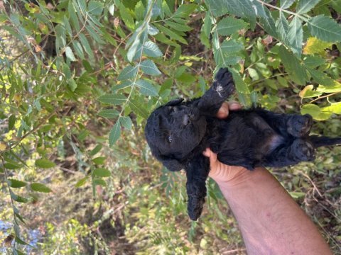 Toy poodle çok tatlı yavrularımız