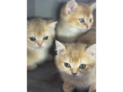 Sarı renkte ny12 british shorthair bebekler