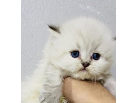 By1125 şecereli british longhair