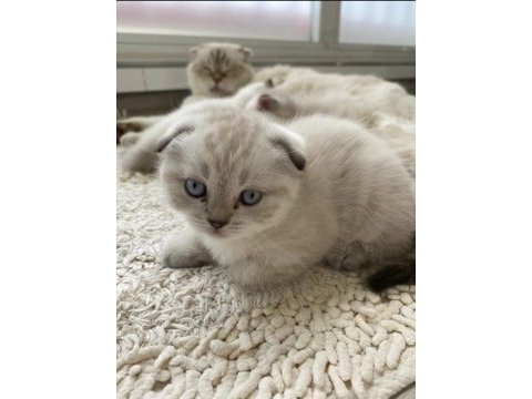 Scottish fold silver